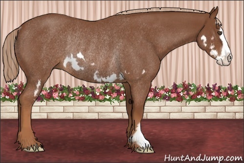 Horse Color:Red Roan Splash Frame Rabicano 