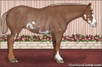 Horse Color:Red Roan Splash Frame Rabicano