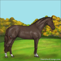 Horse Color:Liver Red Roan Sabino 