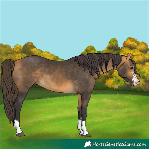 Horse Color:Buckskin 