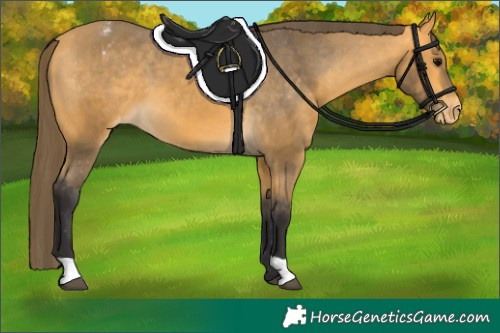 Horse Color:Buckskin Varnish
