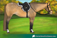 Horse Color:Buckskin Varnish