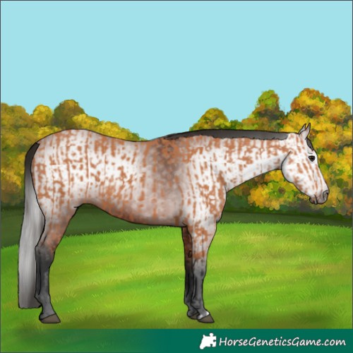 Horse Color:Bay and Gray Bay