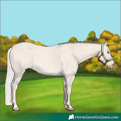 Horse Color:Cremello Roan