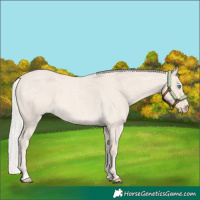 Horse Color:Cremello Roan 