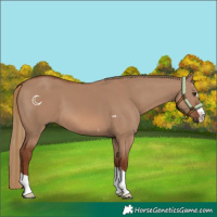 Horse Color:Red Dun
