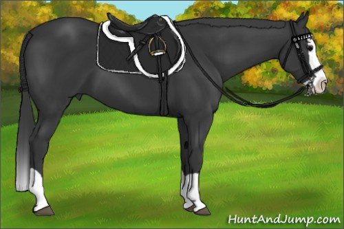 Horse Color:Black Splash 