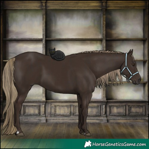 Horse Color:Liver Chestnut  and Liver Chestnut 