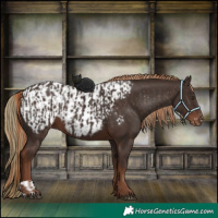 Horse Color:Liver Chestnut  and Liver Chestnut Appaloosa 