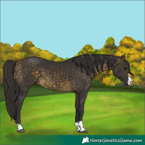 Horse Color:Buckskin 