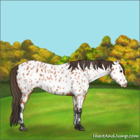 Horse Color:Bay Appaloosa 