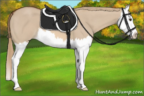 Horse Color:Red Dun Splash 