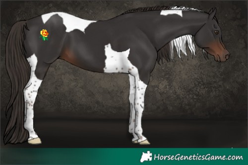 Horse Color:Liver Chestnut Tobiano 