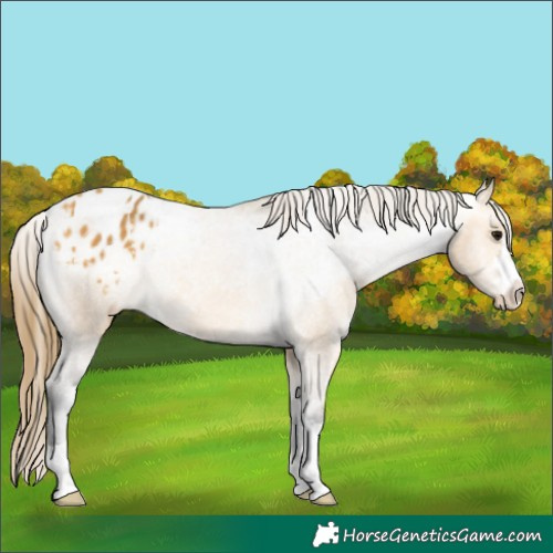 Horse Color:Buckskin Appaloosa Rabicano 