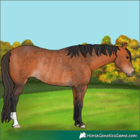 Horse Color:Bay Rabicano 