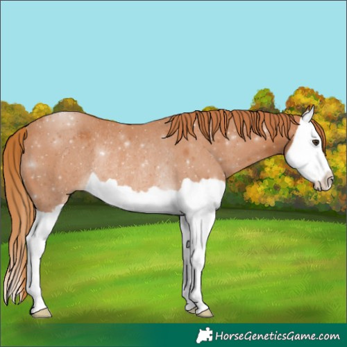 Horse Color:Chestnut Splash Rabicano 