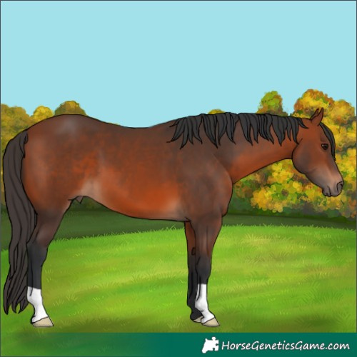 Horse Color:Bay 