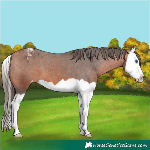 Horse Color:Bay Splash Appaloosa