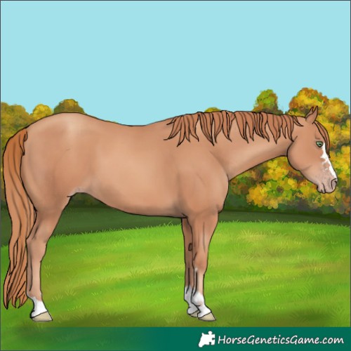 Horse Color:Gold Champagne 