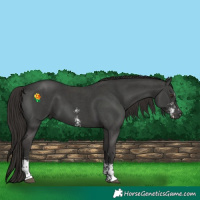 Horse Color:Liver Chestnut Sabino 
