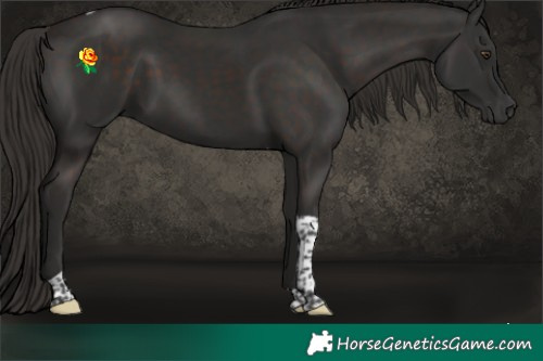 Horse Color:Liver Chestnut Tobiano 