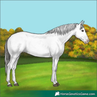 Horse Color:Buckskin Dun Near Leopard
