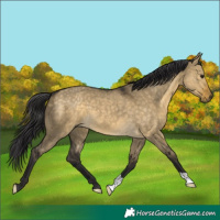 Horse Color:Buckskin Dun 