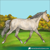 Horse Color:Silver Sable Cream Champagne Roan Dun 