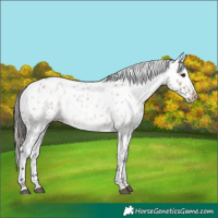 Horse Color:Brown Roan Dun Appaloosa 