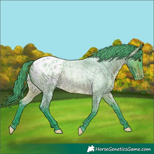 Horse Color:Watercolor Brown Roan Appaloosa Rabicano