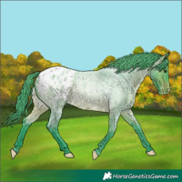 Horse Color:Watercolor Brown Roan Appaloosa Rabicano 