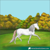 Horse Color:Brown Pearl Dun Sabino Splash Appaloosa Rabicano