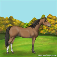 Horse Color:Bay 
