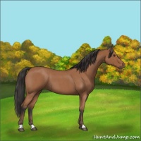 Horse Color:Bay Roan 