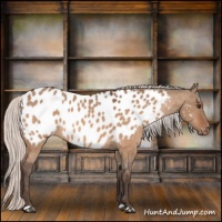Horse Color:Silver Brown Dun Appaloosa 
