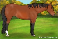 Horse Color:Brown 