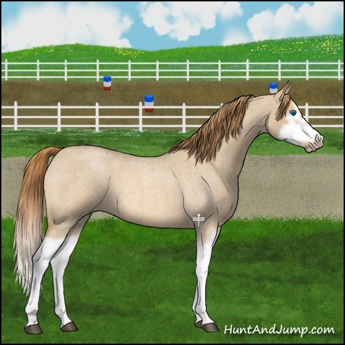 Horse Color:Red Dun Roan Splash Frame Rabicano