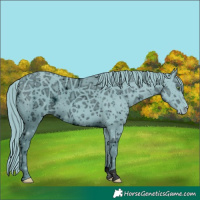 Horse Color:ERROR: UNKNOWN ANOMALY