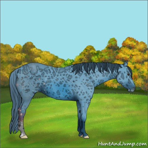 Horse Color:ERROR: UNKNOWN ANOMALY