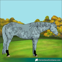 Horse Color:ERROR: UNKNOWN ANOMALY