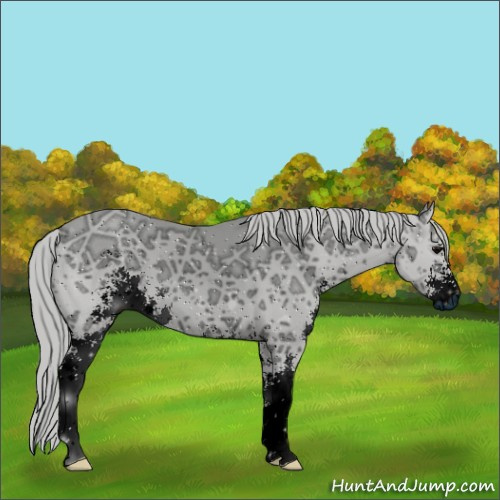Horse Color:ERROR: UNKNOWN ANOMALY