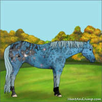 Horse Color:ERROR: UNKNOWN ANOMALY