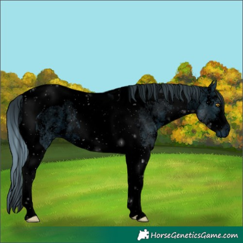 Horse Color:ERROR: UNKNOWN ANOMALY