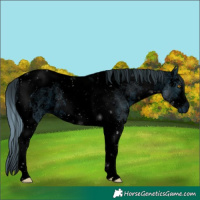 Horse Color:ERROR: UNKNOWN ANOMALY