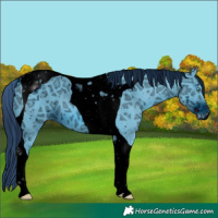 Horse Color:ERROR: UNKNOWN ANOMALY