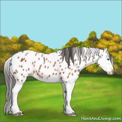 Horse Color:Brown Ice Sabino Splash Appaloosa 