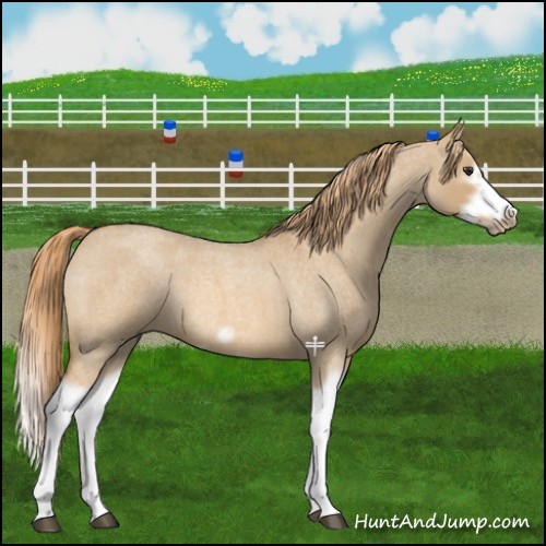 Horse Color:Red Dun Roan Splash Frame Rabicano 