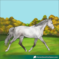 Horse Color:Silver Blue Roan Sabino Rabicano