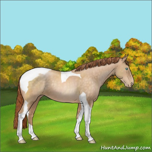 Horse Color:Buckskin Pearl Tobiano Rabicano 