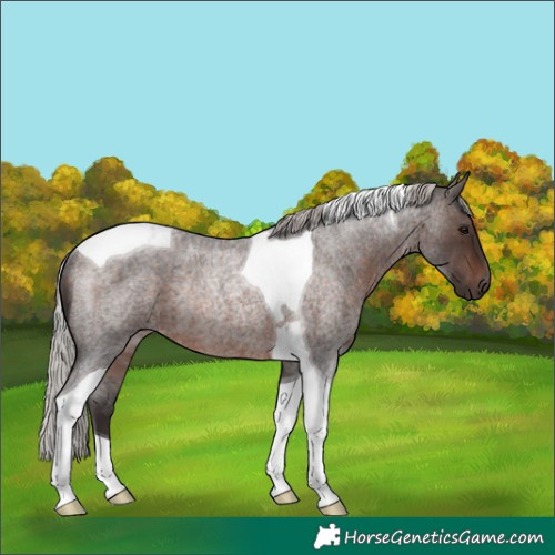 Horse Color:Silver Brown Roan Tobiano Rabicano